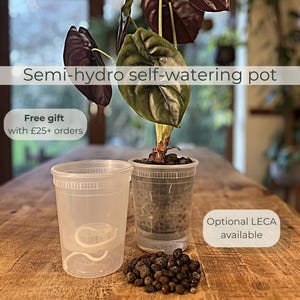 May include: Two clear plastic semi-hydro self-watering pots, one containing a dark-leafed plant in LECA, the other empty with a white wick. Text reads: Semi-hydro self-watering pot, Free gift with £25+ orders, Optional LECA available, Urban Jungle Lab.
