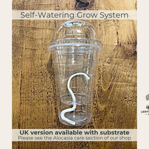Könnte beinhalten: Ein transparenter Kunststoffbecher für ein selbstbewässerndes Anzuchtsystem mit gewölbtem Deckel und weißem Docht. Der Text lautet Self-Watering Grow System, UK version available with substrate, Please see the Alocasia care section of our shop, Urban Jungle Lab.