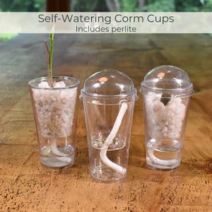 Alocasia Corm Propagation Cup | Self Watering Humidity Dome | Mini Propagation Pot | Rare Plant Corm Nursery | Worldwide