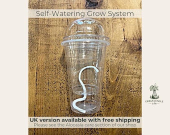 Alocasia Self Watering Pot | Semi Hydro Propagation Cup with Humidity Dome | Wick Watering Planter | Alocasia Pot | UK Upgrade Available