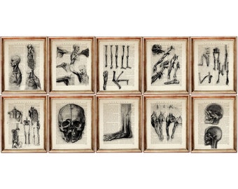 19+ Anatomy Drawings Anatomy Leonardo Da Vinci Paintings Background