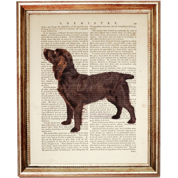 boykin spaniel gifts