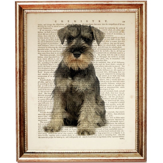 schnauzer wall art