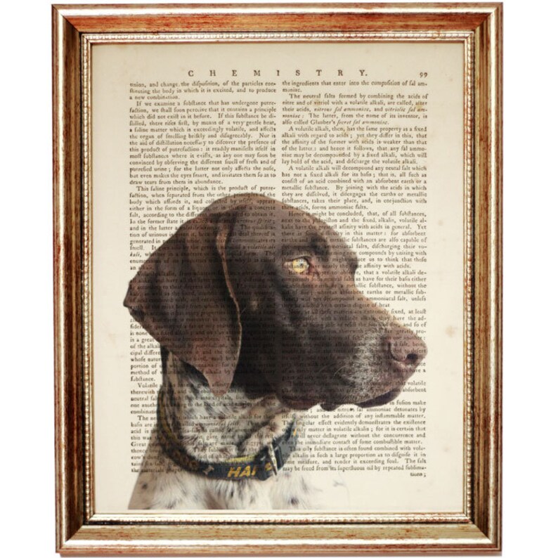 german shorthaired pointer artwork