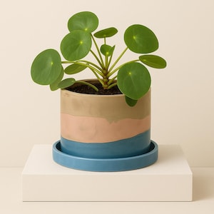 6 inch Vilano Beach Cement Planter with Drip Tray: Handmade with drainage