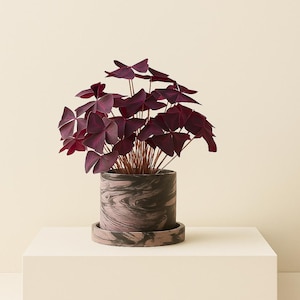6 inch Midnight Bloom Cement Purple Black Planter Pot with Drainage and Drip Tray Moody Muted Unique Plant Display Indoor Garden Patio