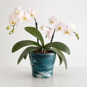 以下が含まれることがあります： 繊細な白と黄色の花と大きな緑の葉を持つ鉢植えの蘭。植物は、ティールと白の大理石模様のセラミックポットに入っています。白い背景。人気の観葉植物です。