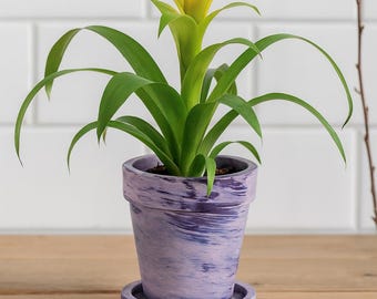 Bromeliad Aechmea 'lemon' Blanchetiana - Full Sun - Size