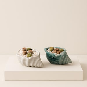 Lithops Stone Plants in Handmade Cement Shell Shaped Planters