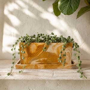 May include: A rectangular planter with a marbled amber and cream finish, featuring a matching rectangular base tray. A trailing string of turtles plant with small, round, patterned green leaves cascades over the sides of the container.