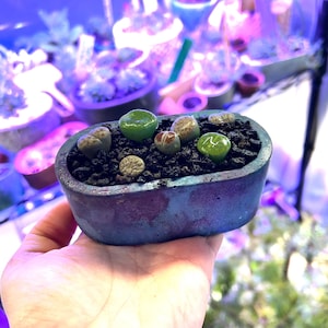 May include: A small, oval-shaped, blue-glazed ceramic planter filled with dark soil and several small, colorful succulents. The succulents vary in color from green to tan and brown. The planter is held in a person's hand, with other plants visible in the background.