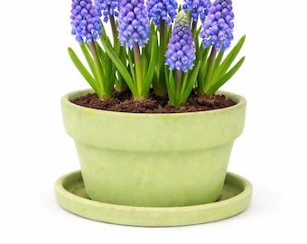 7 inch ronde bloempot voor vetplanten en voorjaarsbollen met afvoergat en bijpassende schotel bol bloempot voor bloembollen