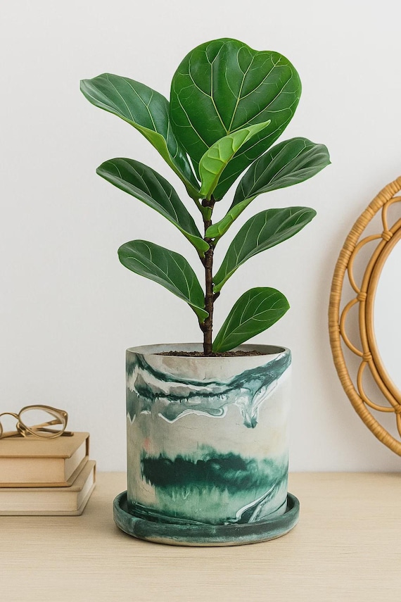 Large Floor Planter With Drainage Water Dish Indoor Plant Pot for Trees  Custom Colors Available 9 Inch Garden Pots - Etsy Israel