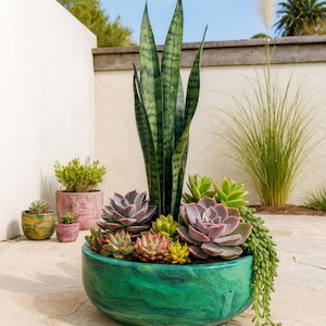 May include: A vibrant green, marbled ceramic planter filled with a variety of succulents and a tall snake plant. The arrangement includes purple, pink, and green succulents. Other smaller planters are in the background.