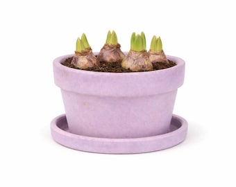 7 inch ronde bloempot voor vetplanten en voorjaarsbollen met afvoergat en bijpassende schotel bol bloempot voor bloembollen