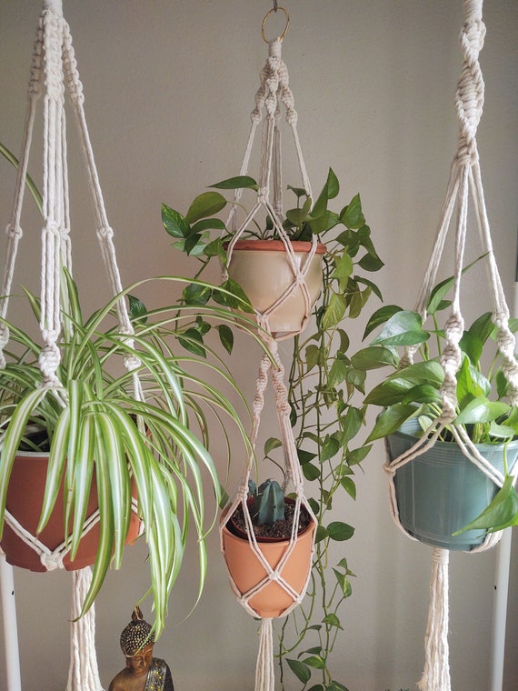is jade plant toxic Jade Plant - Friendship Plant main image 0