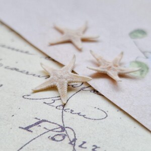 10 Pcs - Real Starfish Craft Cabochon Supply - Resin Deco Candle Soap Making Supplies Ocean Sea Shell Terrariums Beach Bridal Decor