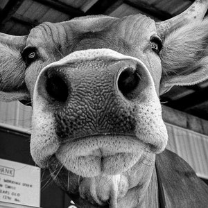 Art, Photography, Oxen, Black & White, Close-Up, Farm, Animal, Barn, Contrast, Macro, Wide Angle Lens, Country Living, Farmhouse, Nature