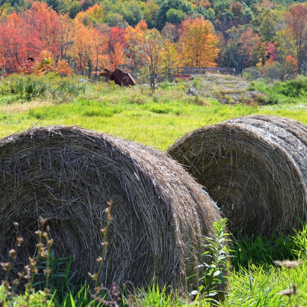 Art, Landscape Photography, Autumn, Hay, Leaves, Fall, Country, Manchester, Vermont, October