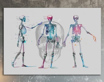 Three Skeletons Watercolor Print Medical Illustration Poster Medical Student Gift Art Print Doctors Office Wall Art