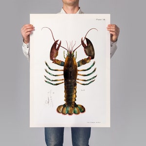 Lobster Art Print, Kitchen Print, Crustaceancore, Marine Art, Sealife, Lobster Poster, Kitchen Art