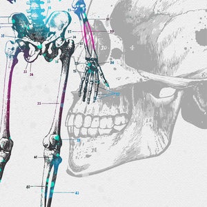 Skeleton Anatomy Watercolor Print Medical Gift Doctor Poster Science Art Skeleton Diagram Skeletal Poster Anatomical Office Decor Medical image 3