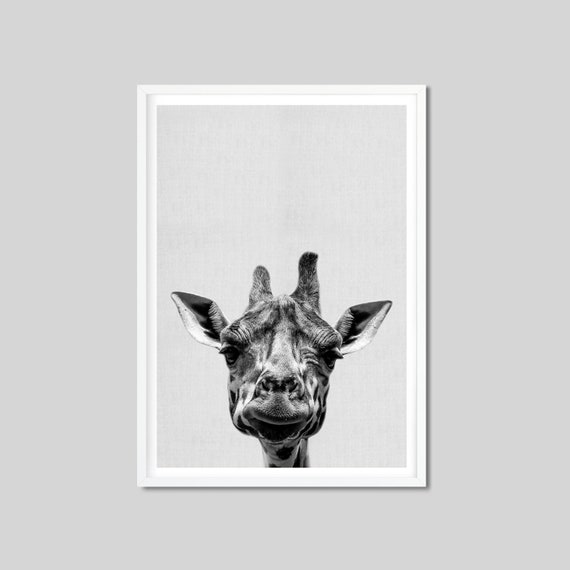 Giraffe In Black And White Art Print Home Decor Wall Art Poster D