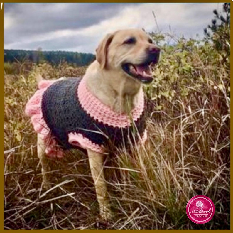 May include: A yellow Labrador Retriever wearing a dark gray crocheted dog sweater with a light pink ribbed collar, arm openings, and a ruffled hem. The sweater features a textured stitch pattern and is fitted around the dog's torso.