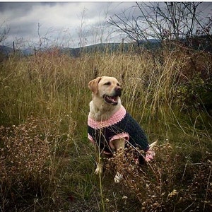 May include: A yellow Labrador Retriever dog wearing a dark charcoal gray crocheted sweater with light pink trim around the neck, armholes, and bottom hem. The dog is sitting upright with its mouth slightly open, facing toward the right side.