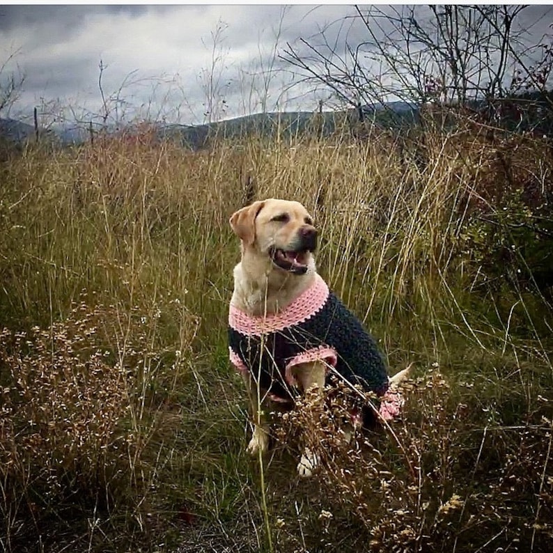 May include: A yellow Labrador Retriever dog wearing a dark charcoal gray crocheted sweater with light pink trim around the neck, armholes, and bottom hem. The dog is sitting upright with its mouth slightly open, facing toward the right side.