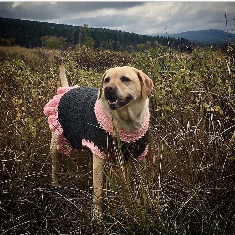 May include: A yellow Labrador retriever wearing a dark gray crocheted dog sweater with a light pink crocheted trim around the neck, arm openings, and a ruffled hem along the back. The sweater features a textured stitch pattern throughout.