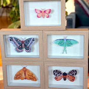 Moth Shadowbox Artprint Select your specimen -Cecropia moth, Isabella tiger moth, garden tiger moth, Luna moth, Rosy Maple Moth