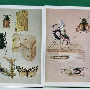 Junger Entomologe - Set von 32 Vintage Postkarten. Künstler L. Aristov. 1988
