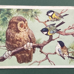 Bosgezicht - uil en mezen, Illustrator V. Frentz. Ongebruikte ansichtkaarten - 1959