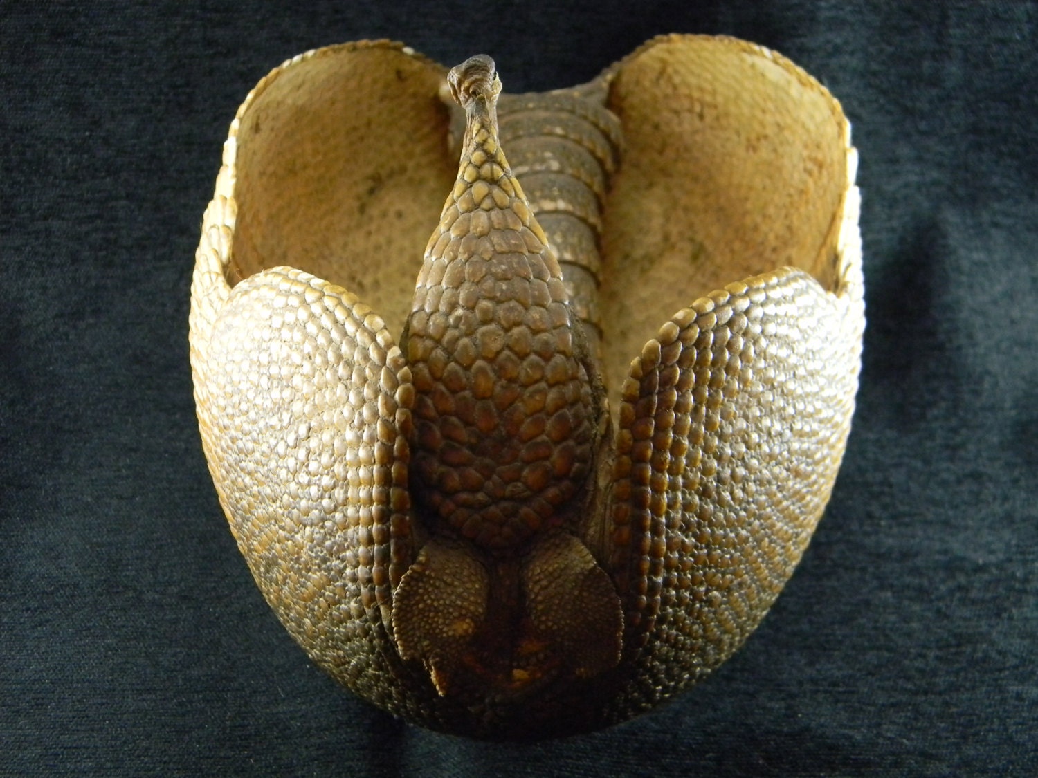 Armadillo Taxidermy Basket Bowl Etsy