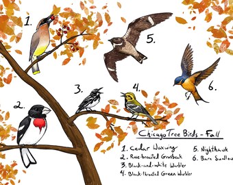 Art prints - Chicago Birds collection