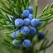 Juniper