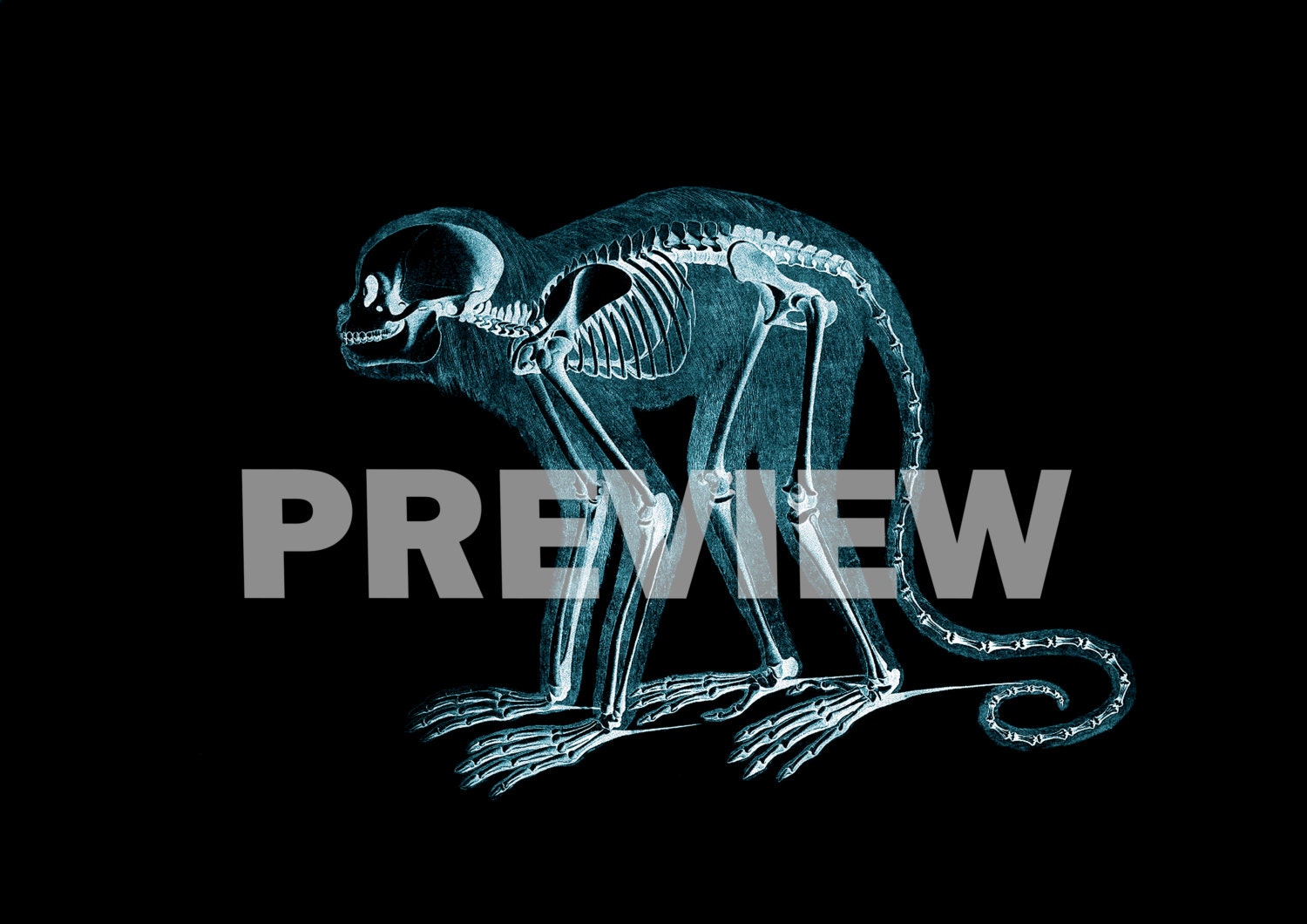 Animal Xray Art Print SET of 12. Xray Art Xray Poster Man Etsy