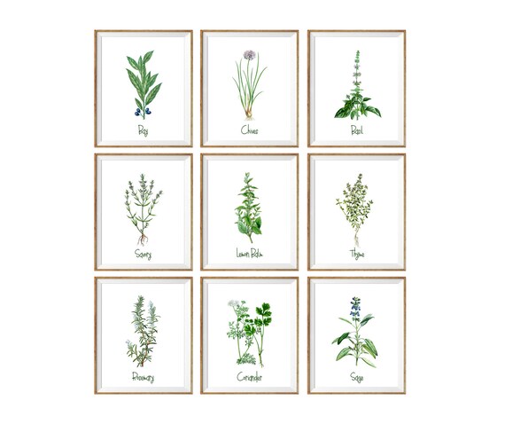 Culinary Herbs Art Print Set Of 9 Kitchen Wall Art Herbs And Etsy