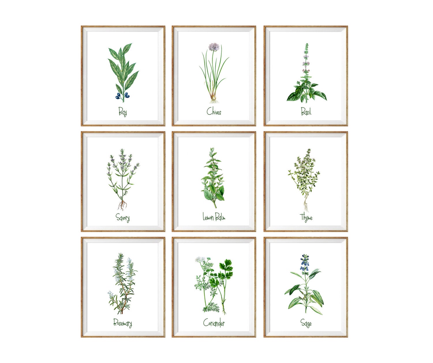 Culinary Herbs Art Print SET of 9. kitchen wall art herbs and | Etsy
