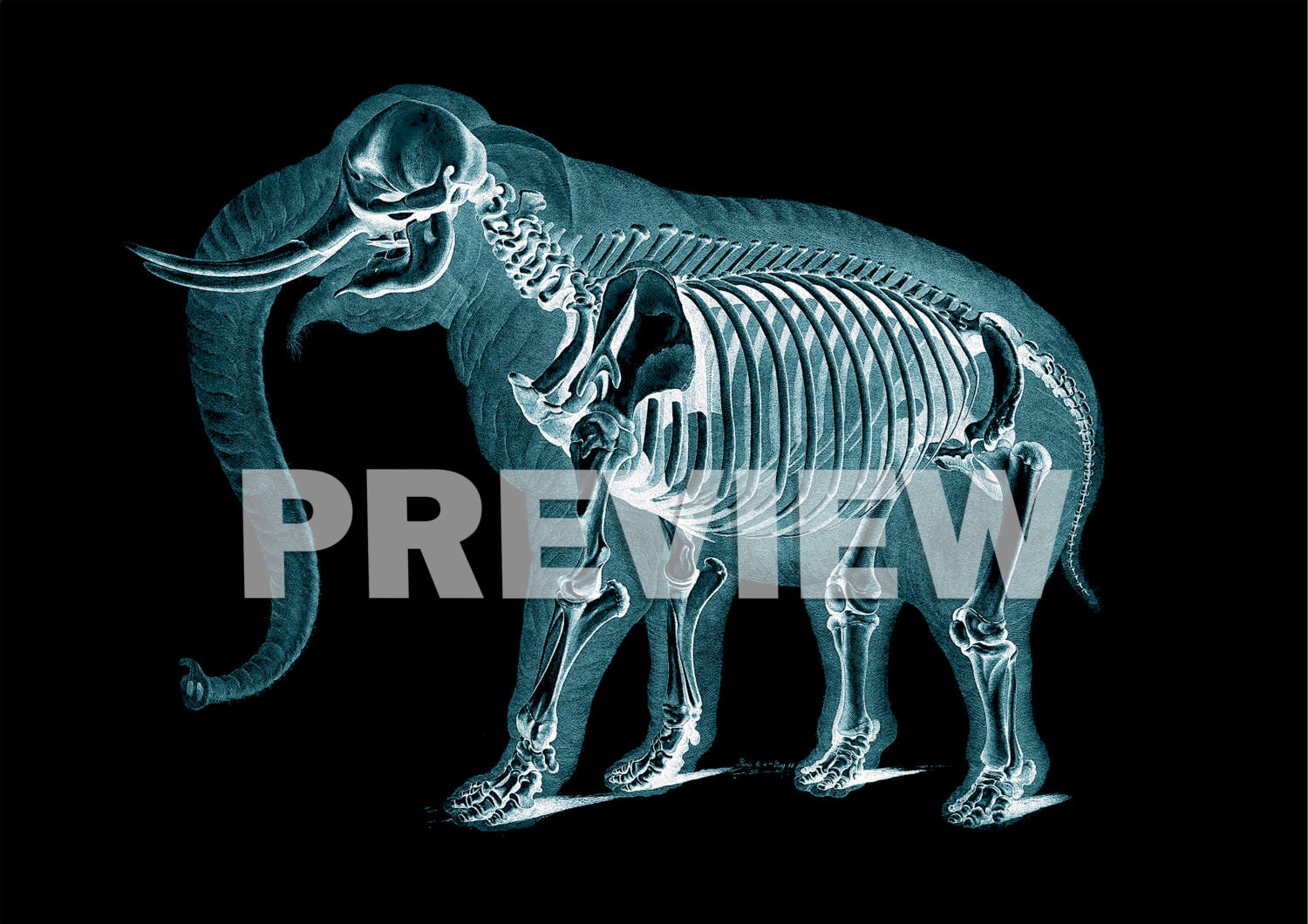 Animal Xray Art Print SET of 12. Xray Art Xray Poster Man Etsy