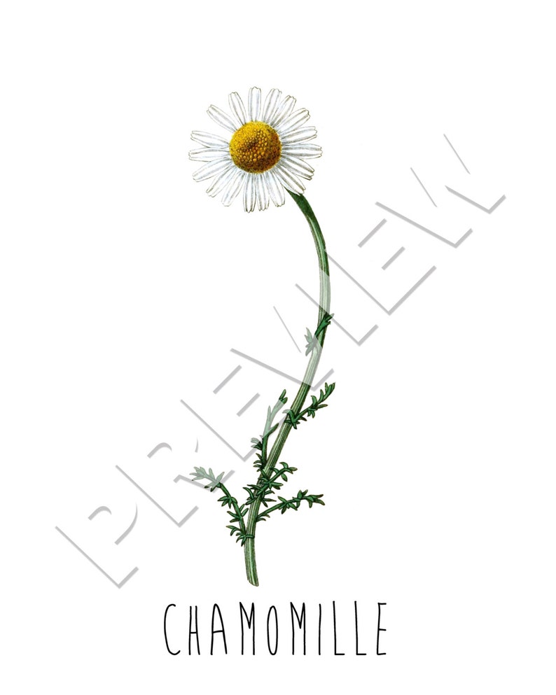 Botanical Art Print SET of 12. Botanical Art Set Wall Art Etsy