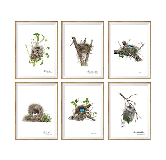 Birds With Nest Images Chart