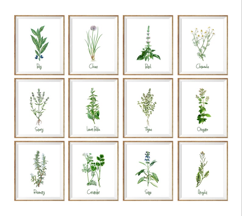 Botanical Art Print SET. 8x10 UNFRAMED. Kitchen Prints - Etsy