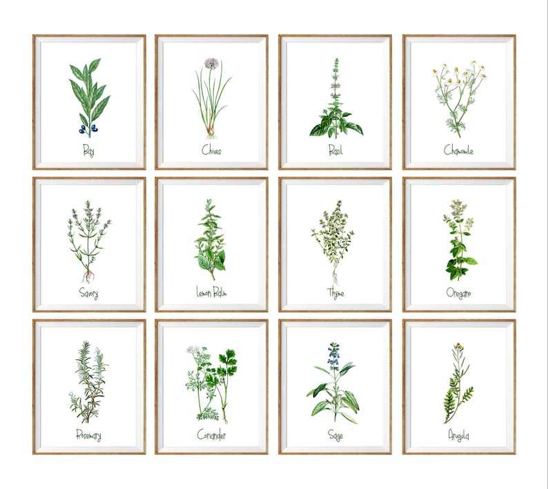 Botanical Art Print SET. 8x10 UNFRAMED. Kitchen Prints Etsy