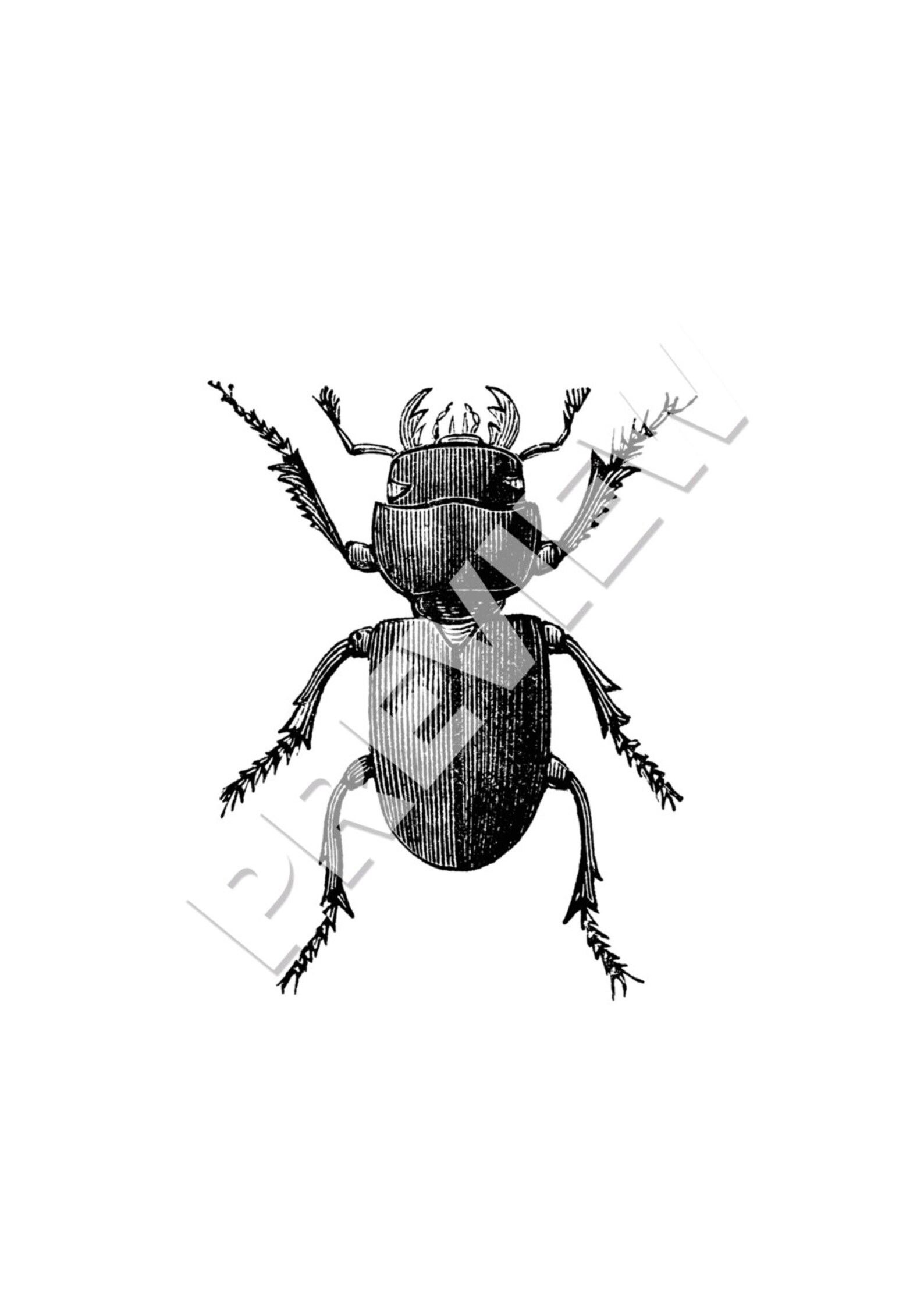 Insect Art Print SET of 8. Insect Wall Art Insect Art Prints Etsy