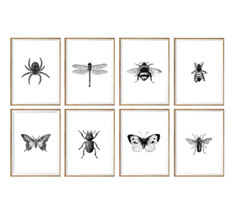 Insect Art Print SET of 8. Insect Wall Art Insect Art Prints Etsy