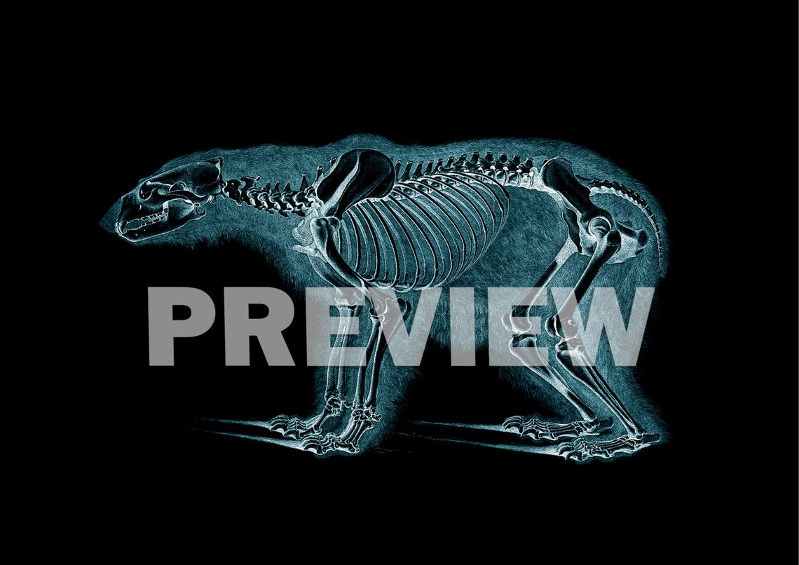 Animal Xray Art Print SET of 12. Xray Art Xray Poster Man Etsy