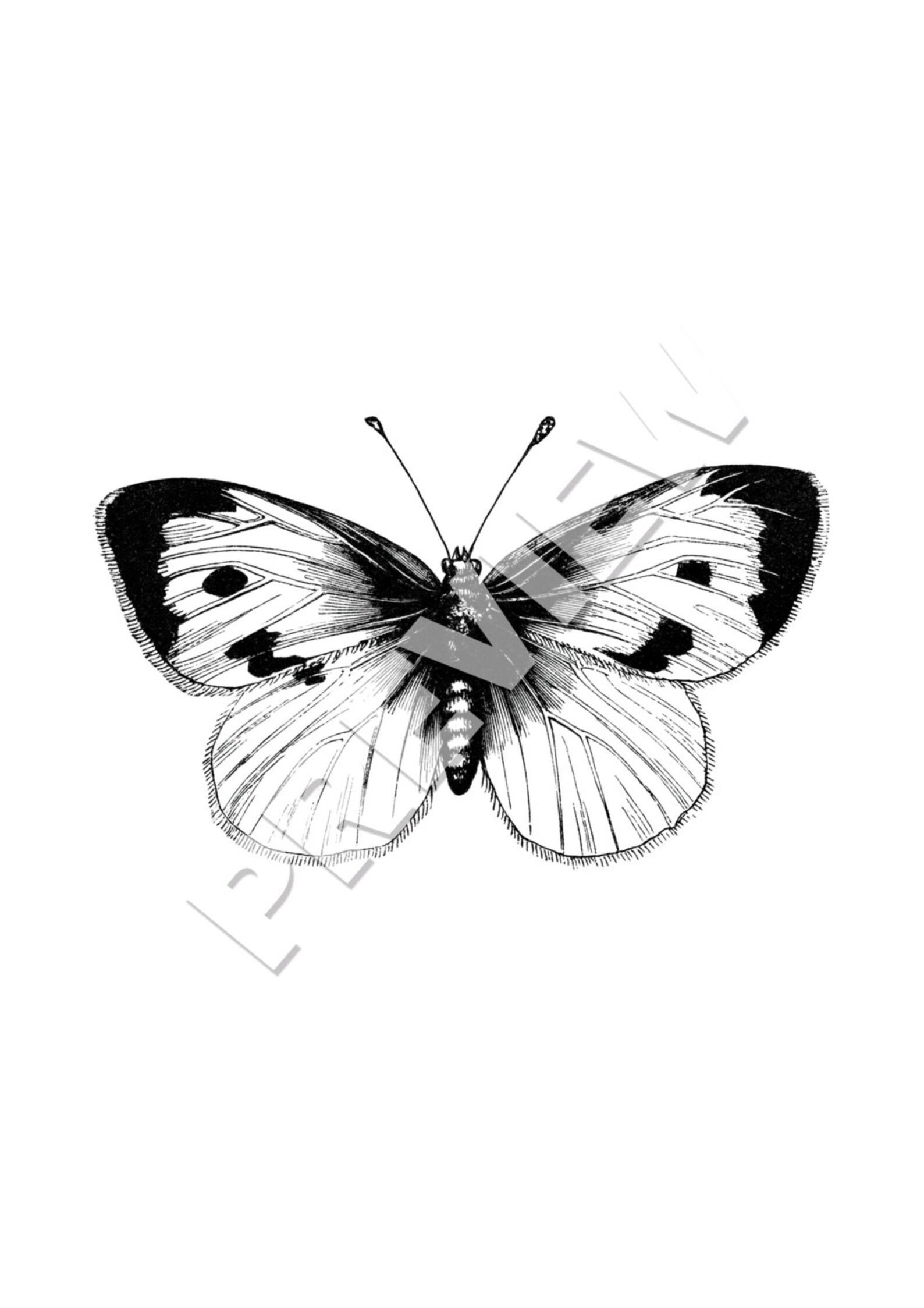 Insect Art Print SET of 8. Insect Wall Art Insect Art Prints Etsy