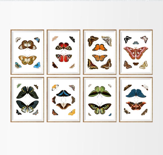 Butterfly Chart